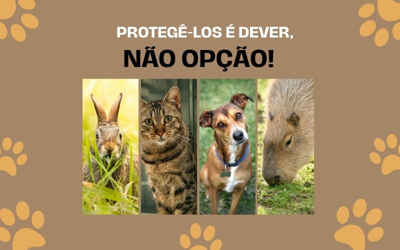 Protegê-los é Dever, Não Opção: A Luta pelos Direitos dos Animais e a Punição para Maus-Tratos